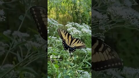 Meadow Magic