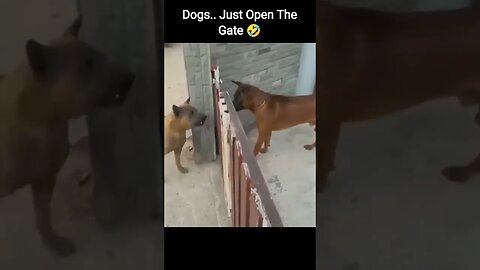 Dogs.. Just Open The Gate 🤣