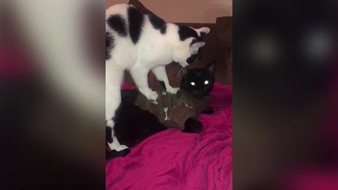 Cat Gives Another Cat Deep Tissue Massage