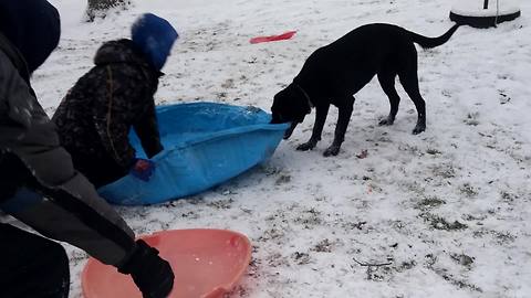 "Sled Fight: Boy VS Dog"