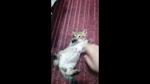 Crazy cat eats human flesh