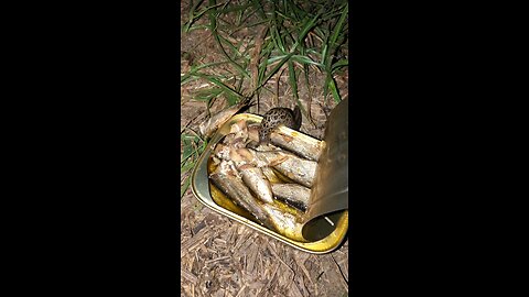 Slug eating a can of king Oscar sardines