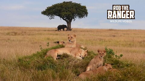 Lion Pride Relaxing As Elephants Browse Behind | Lalashe Maasai Mara Safari