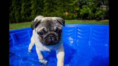 Funny Dogs Love Swimming - Puppy Videos 2020