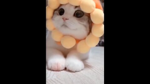 Cute Funny Pets Try To Laugh Hold it if you can