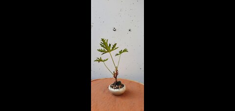 mame Pelargonium graveolens - checking the roots Part 1 - 2020 10