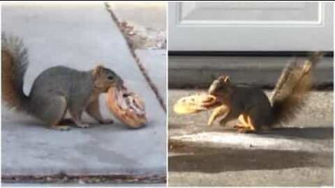 Squirrels fight over large pastry