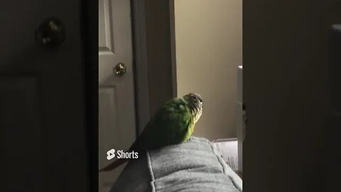 My bird bobbing his head up and down #shorts #greencheekconure #birds #cutebirdvideos