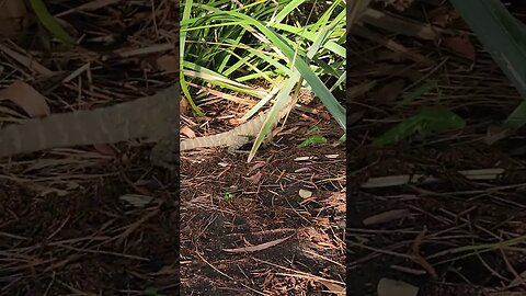 Dragon, Australian Water Dragon basking in the sun #dragon #Australia #lizard #nature #waterdragon