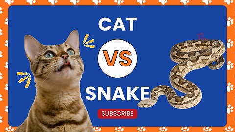 cat vs snake