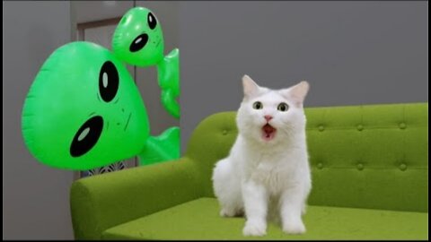 Funny Cats Vs Alien 2