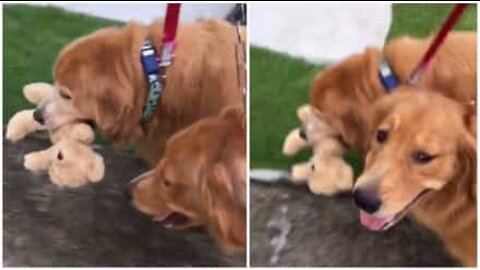 Ce Golden Retriever refuse de lâcher sa peluche!