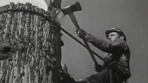 Original footage of 1940s lumberjacks felling Redwoods in California