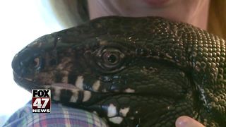 Winston the Tegu