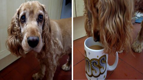 Honey the cocker spaniel drinks a cup of tea