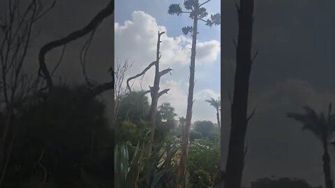 Watch This Huge Cactus Tree in Alexandria Waterfalls Garden