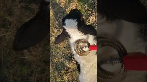 "FANCY LIKE" FUNNY SHEEP RANCHING! #shorts #funnyanimals #music