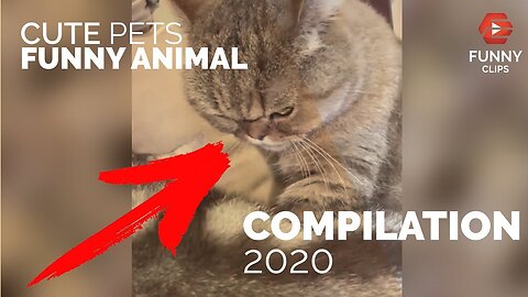 Cute Pets & Funny Animals Compilation 2020