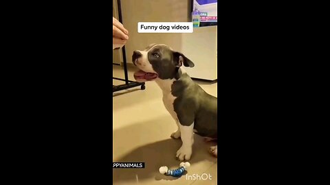 FUNNY DOG VIDEO 🐕||PART-3|| FOLLOW US 🐕