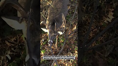 World Class Typical Whitetail Comes in to 3 YARDS