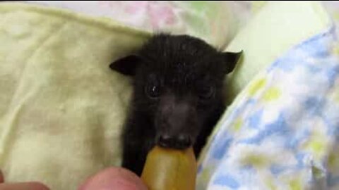 Baby bat rescued after his mother died