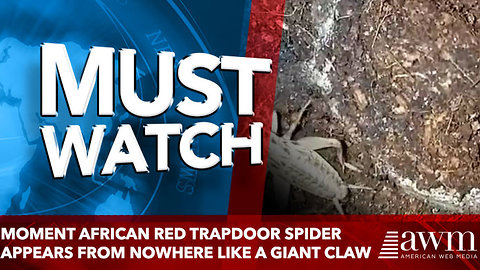 Moment African red trapdoor spider appears from nowhere like a GIANT claw