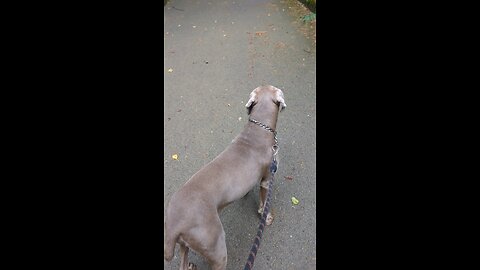 walk in the park with Ecco