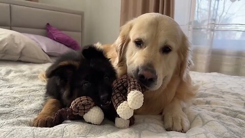 Golden Retriever Steals Toy From German Shepherd Puppy