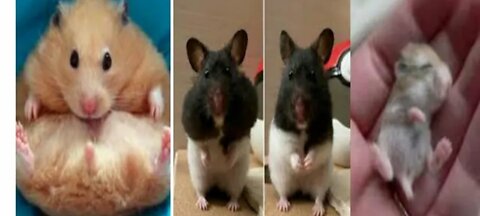 funny hamster compilation video