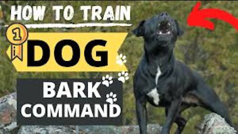 TRAINING OF SPEAK COMMAND | HOW TO TRAIN YOUR DOG TO SPEAK( BARKING) COMMAND|ROTTWEILER DOG TRAINING