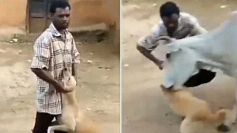 A Cow Turns The Tables On Man Harassing Dog || #Dogs& Puppies #Cow_helped_Dog_From_Man