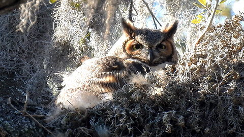 Great Horned Owl 2024 Nesting Season