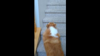 Corgi Bounces Upstairs