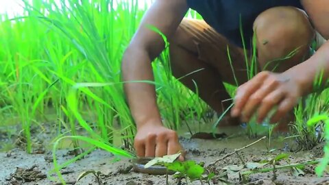 Catch a lot of eels in the ground | cook ells with peppers for eat in forest-Eating delicious20 9