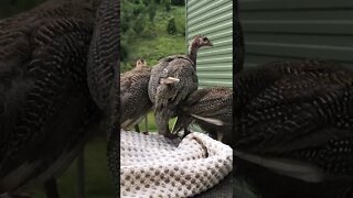 Guinea fowl keets on their first day outdoors