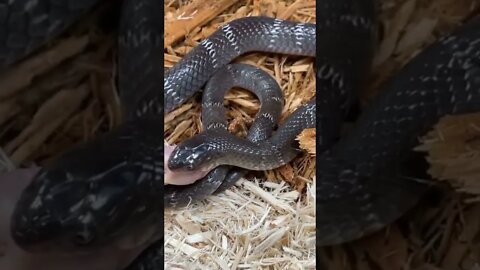 Dangerous Nature's status ❤️ | Snake nature WhatsApp Status | amazing nature video #shorts(4)