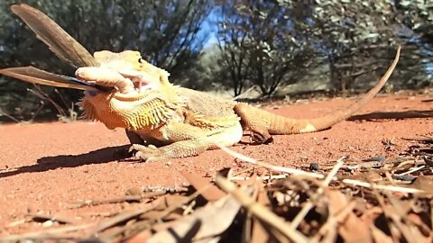 DRAGONS ARE REAL! #beardeddragon #dragon #dragons