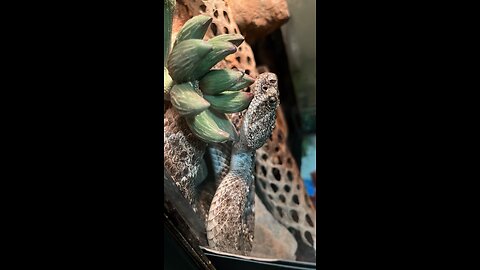 WESTERN DIAMONDBACK LIVE FEEDING!