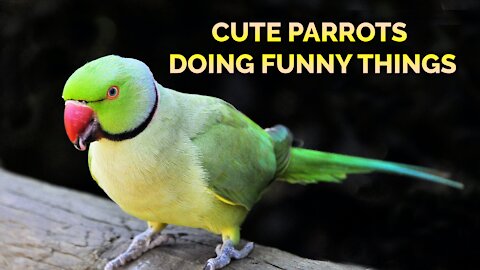 Cute parrots videos compilation cute moment of the animals - soo cute!