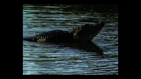 Alligator Bellowing at Venus Ranch. Venus, Florida.