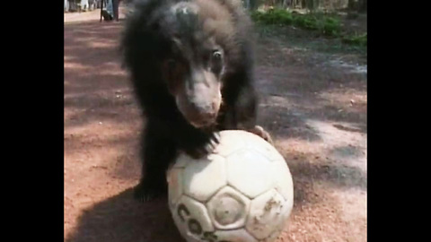 Animal Soccer - Comp