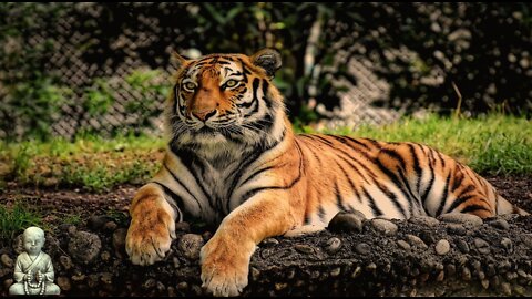 tiger in the forest