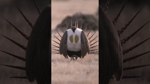 Sage Grouse bird, famous for its amazing courtship displays