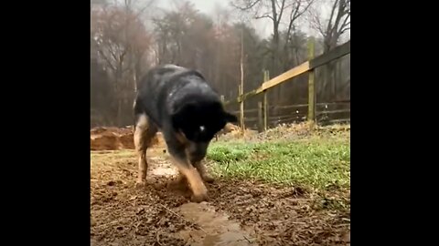 This dog is fucking genius of hydraulic engineer