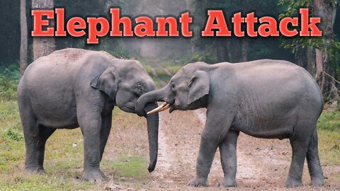 Elephant Attack videi