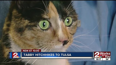 Tabby cat hitches ride from Mustang to Tulsa