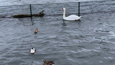 Tom Numbers doing a bit of David Attenborough & Vincent numbers🦆🦢🍂🌊☔️