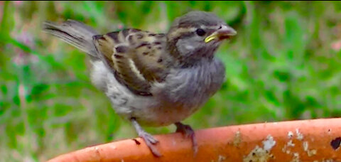 IECV NV #416 - 👀 House Sparrows Drinking Water🐤 7-13-2017