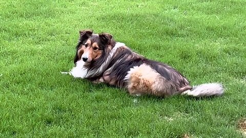 Miss Lily pretty-ing up my back yard.