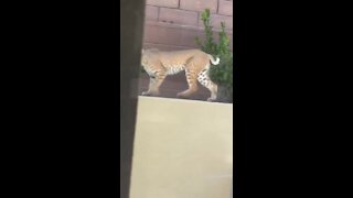 RAW: Momma bobcat in Summerlin